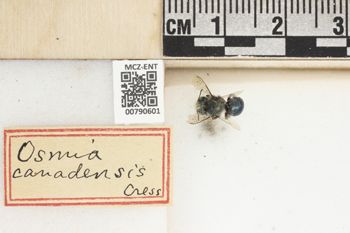 Media type: image;   Entomology 790601 Aspect: Labels